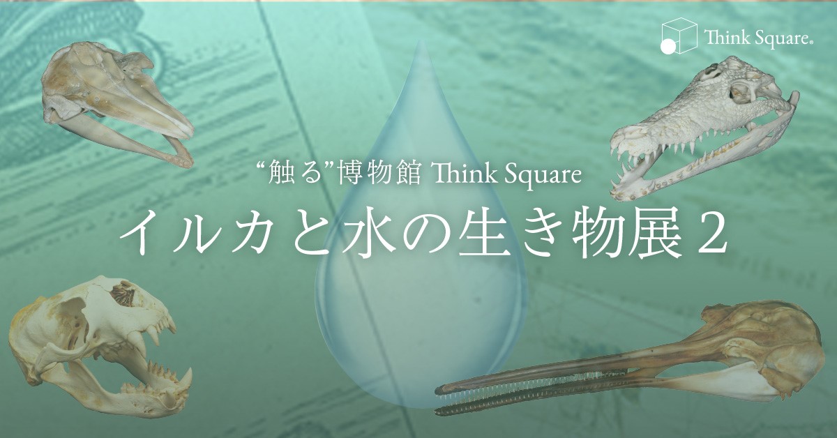“触る”博物館 “Think Square”「イルカと水の生き物展２」